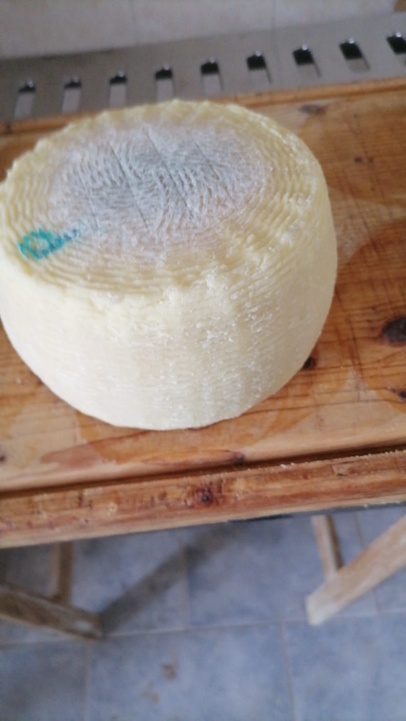 Pecorino semi stagionato